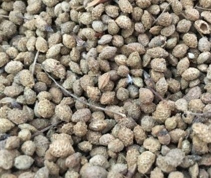花棒种子 化棒种子有需要的老板联系，一等品