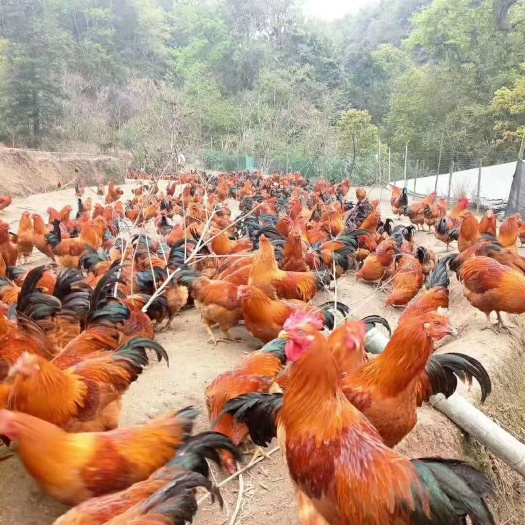 惠州 大种k9鸡苗，孵化场直出