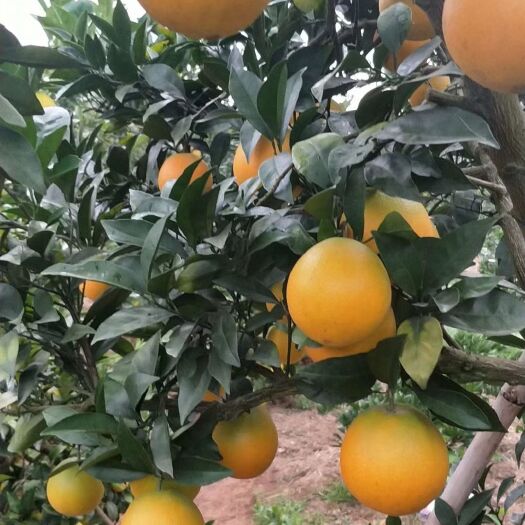 瑞金市赣南脐橙 4-8两