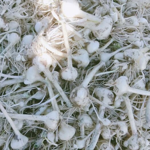彰武县野蒜  蒜头整齐白