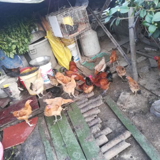苍南县 本土鸡，自家散养
