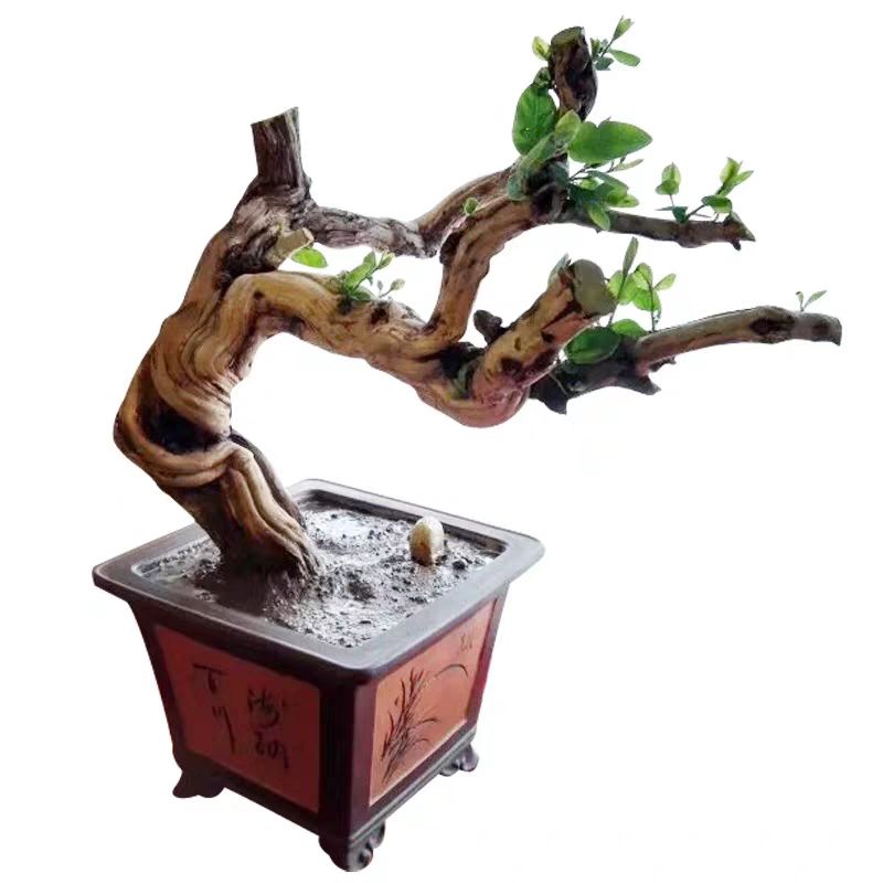 树形金银花 金银花老桩爬藤金银花四季金银花产量高