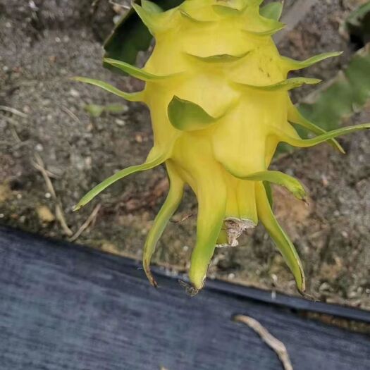 南宁红心火龙果苗 以色列无刺黄龙果苗