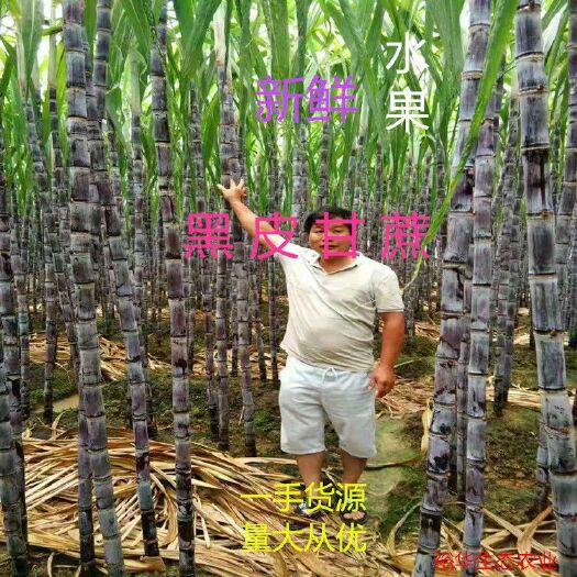 博白县产地直销广西黑皮甘蔗，口感
好粗大，高而挺拔，诚信经营