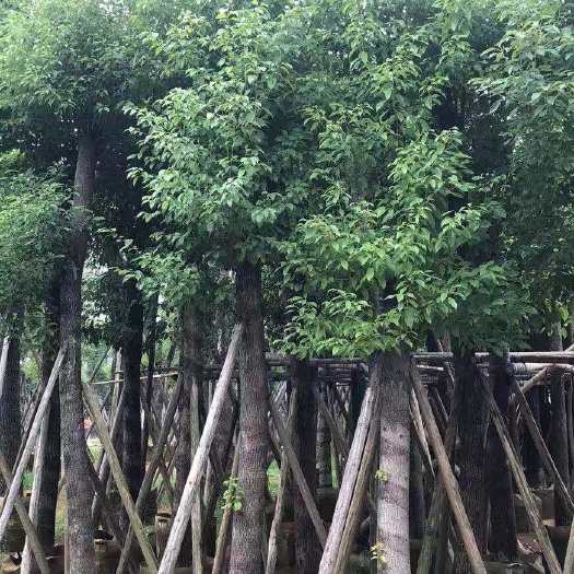普宁市 15分的香樟现货