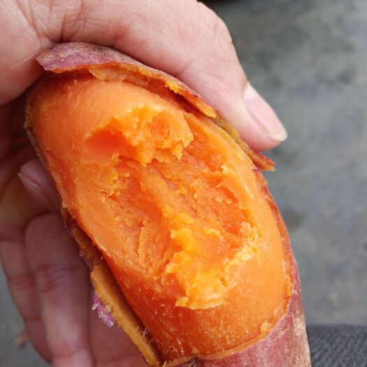 信宜市黄金红薯 3两~6两 红皮
