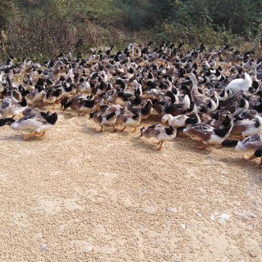 双峰县 纯散养精品肉鸭，水源良好，地理环境优美，肉鸭健康美味！