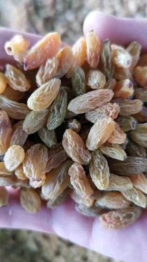 树上黄葡萄干 新疆吐鲁番市产地直发，一件也是批发价