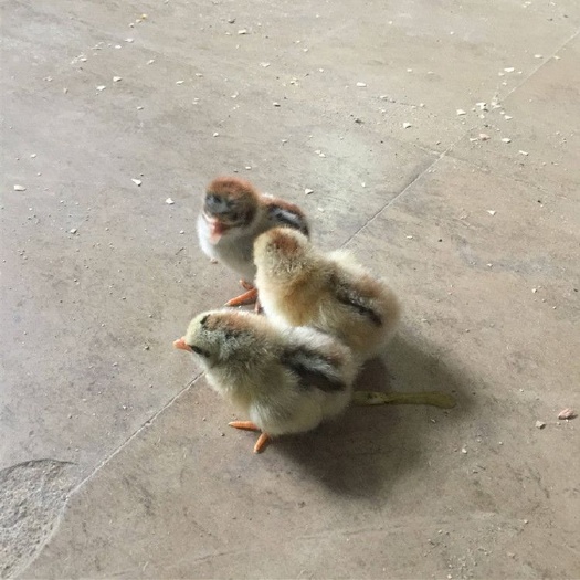 南宁 彩凤鸡苗