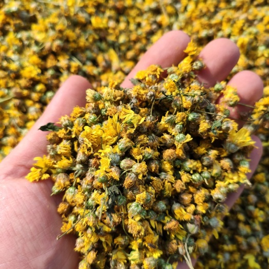  野生干菊花烘干制成