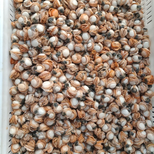 烟台海湾扇贝 港湾贝 裙边 2万一吨 量大优惠