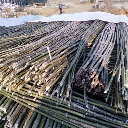 富川县大量供应各种规格的金竹