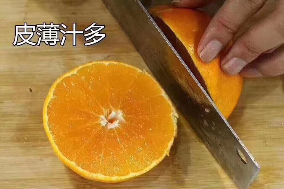 红美人柑桔  象山红美人，中大果4-5两12个装120一箱，