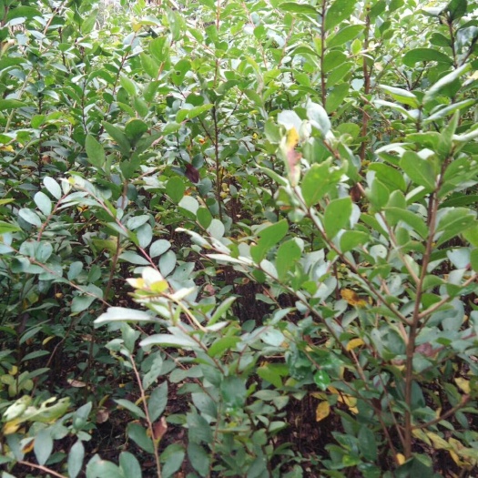利川市大花紫薇  紫薇苗，紫薇种苗，批发价，产地直销