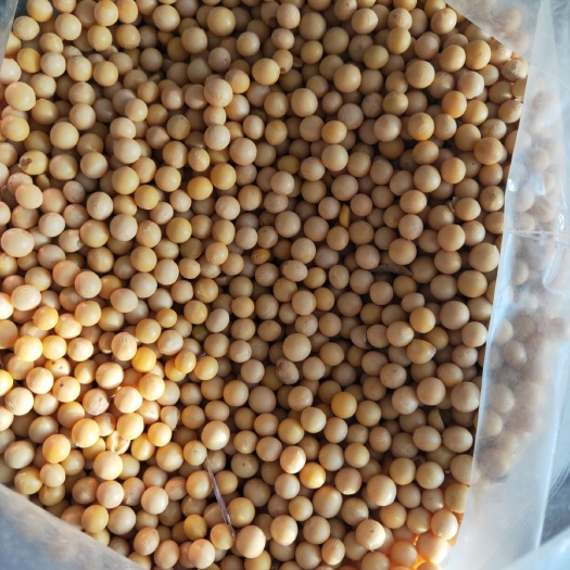 肇州县芽豆690 生大豆 1等品