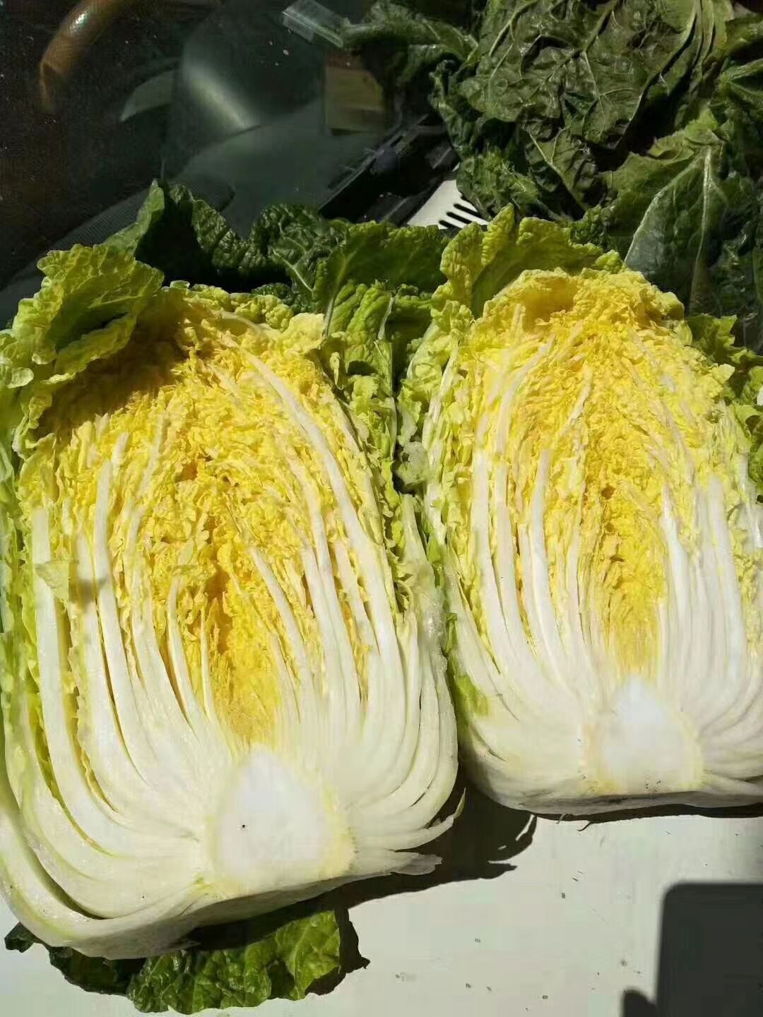 兰陵县 精品黄心大白菜 热销中