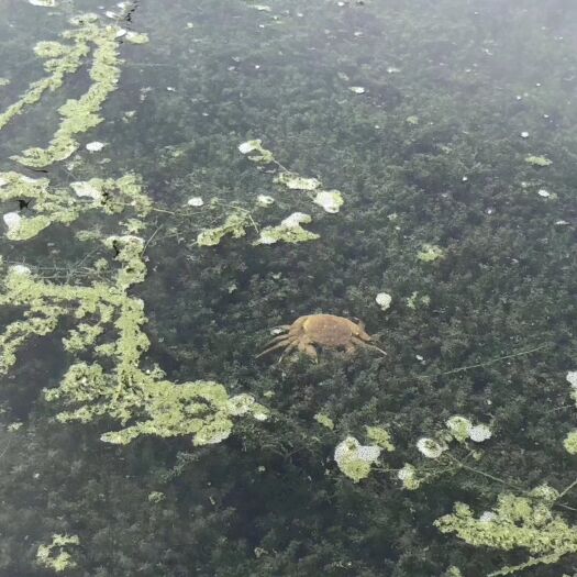 苏州 自产自销阳澄湖镇大闸蟹