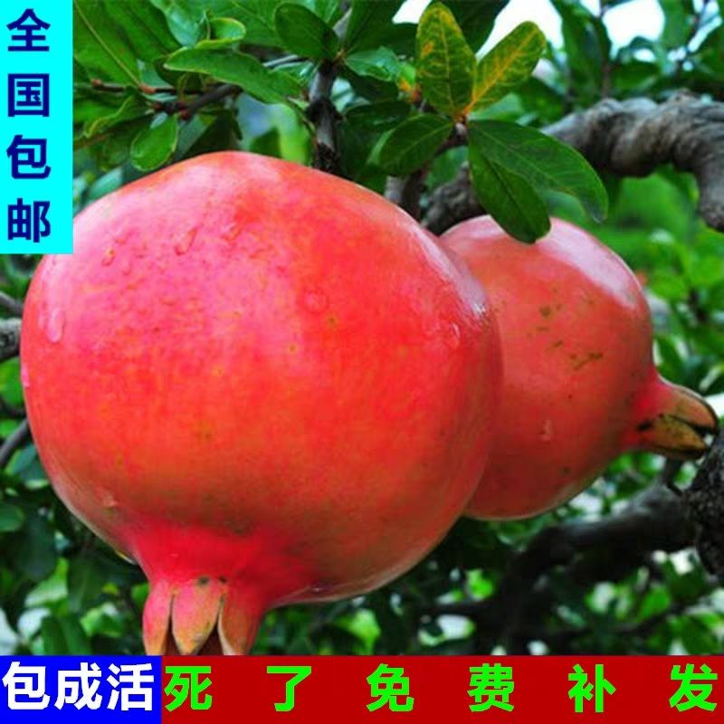 突尼斯软籽石榴树苗 蒙阳红石榴，软籽石榴苗，现挖现卖，全国包邮，死苗免费补发。