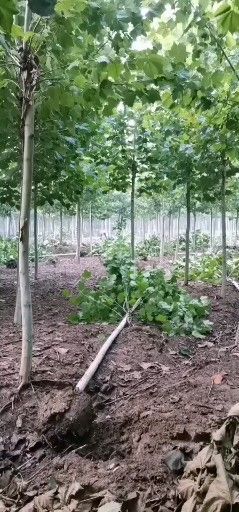沭阳县法国梧桐 速生法桐