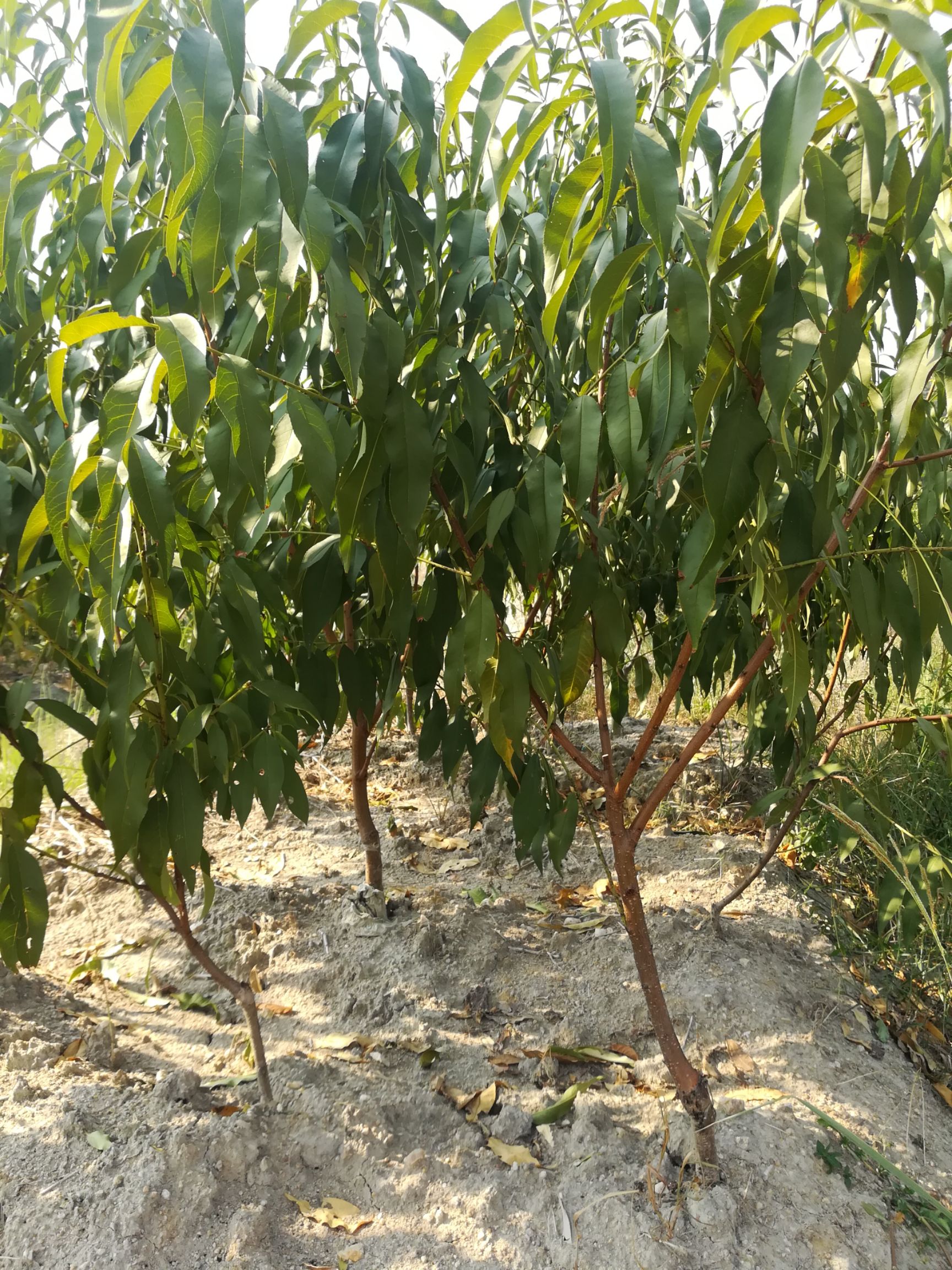 桃树苗湖南炎陵锦绣黄桃苗 根系发达 大量批发支持种植技术指导