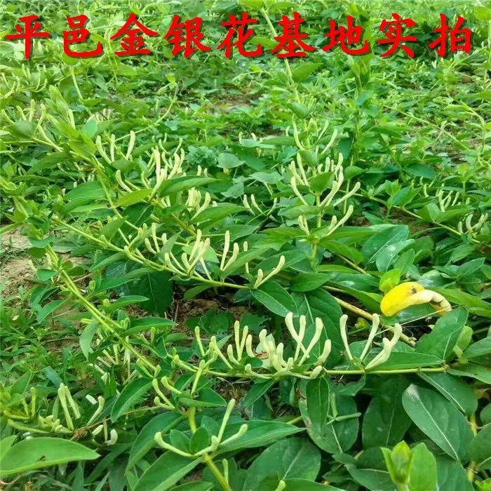 树形金银花 金银花老桩爬藤金银花四季金银花产量高