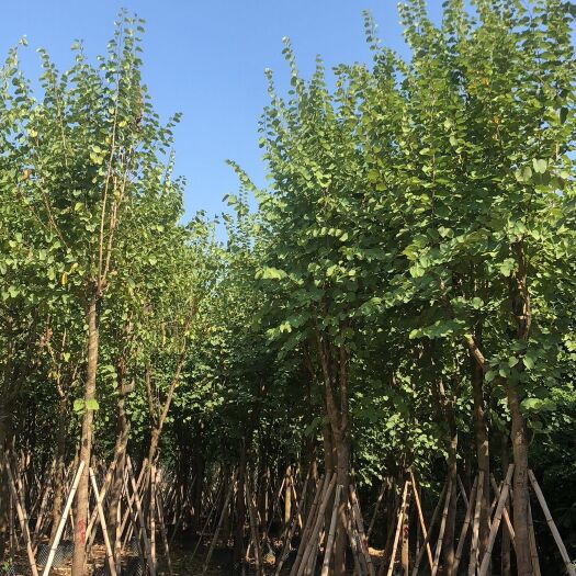 普宁市 10—11分的宫粉紫荆