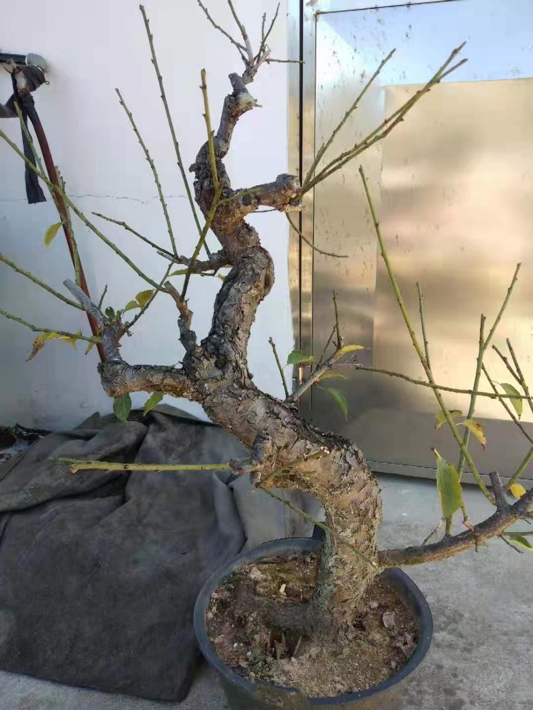 台阁梅 原生骨里红，台阁玉碟，徽州二红等有售