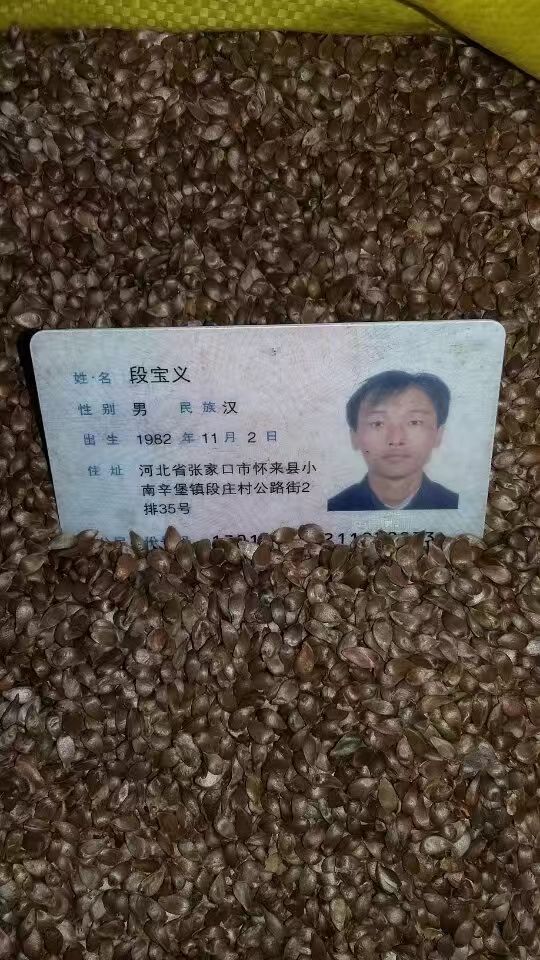 八棱海棠种子，八棱海棠籽，嫁接苹果树种子。