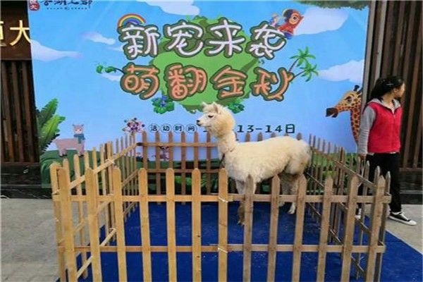  萌宠羊驼矮马萌宠驴出售
