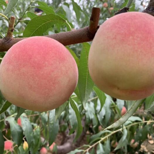 莱西市金秋蜜桃 70mm以上 3 - 4两