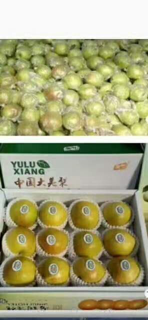 隰县 隰县玉露香梨有其独特的口感和无污染的种植赢得了广大客户认可