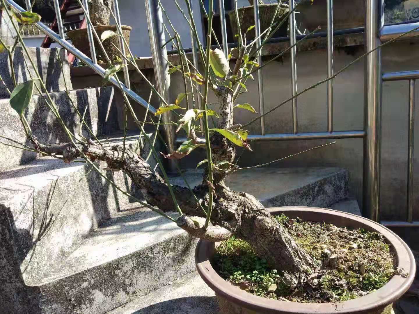 台阁梅 原生骨里红，台阁玉碟，徽州二红等有售