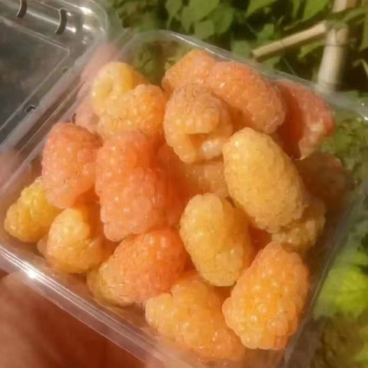 白山树莓苗，黄树莓苗，双季黄树莓苗橙色奇迹含糖量百分之三十