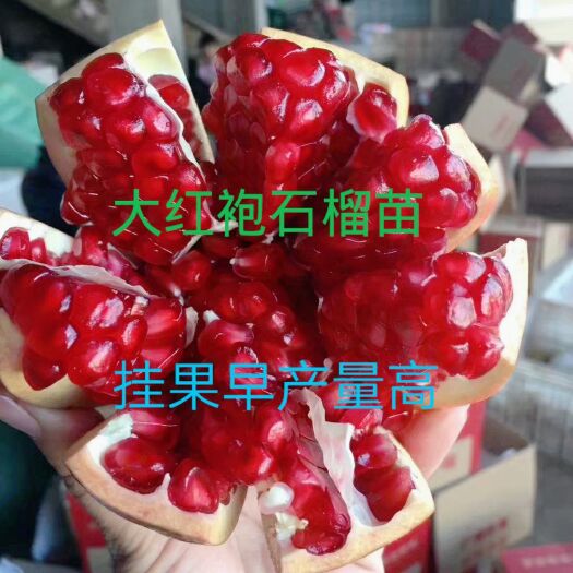 枣庄甜石榴树苗 当年挂果石榴苗