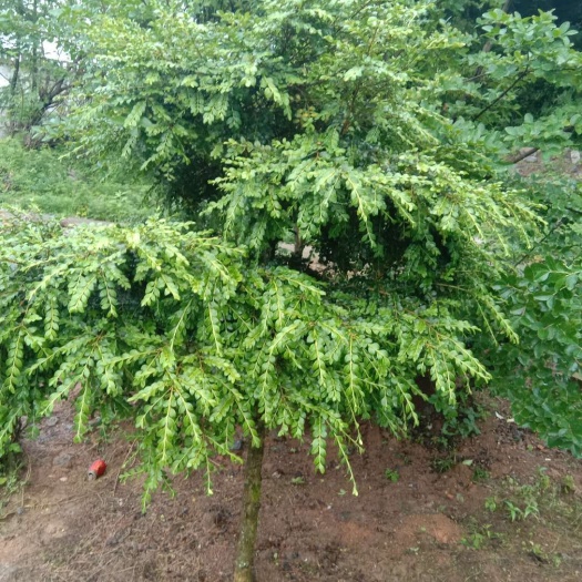 高山黄杨 高山瓜子黄扬货源充足，现货20棵起批