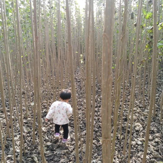 西华县河南白杨树苗基地 107杨树苗速生杨批发