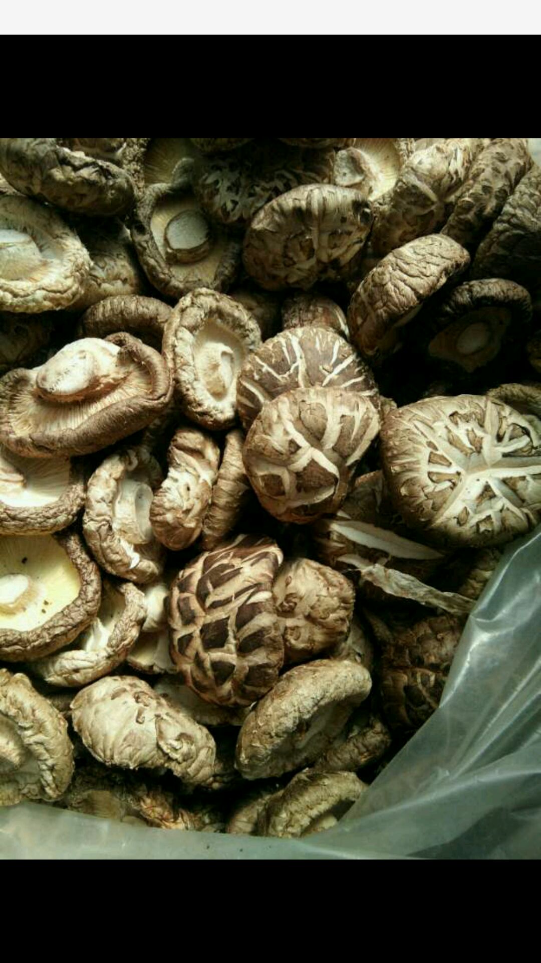 河南内乡袋料花菇，肉厚，香味浓