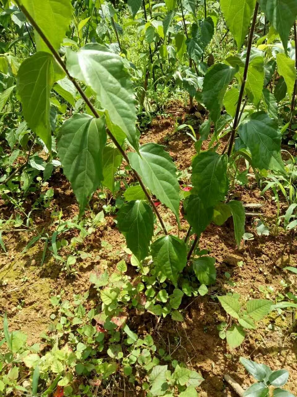 豆腐柴苗 大量供应豆腐树苗 豆腐柴种苗 斑鸠蛋树苗翡翠豆腐树苗 豆腐