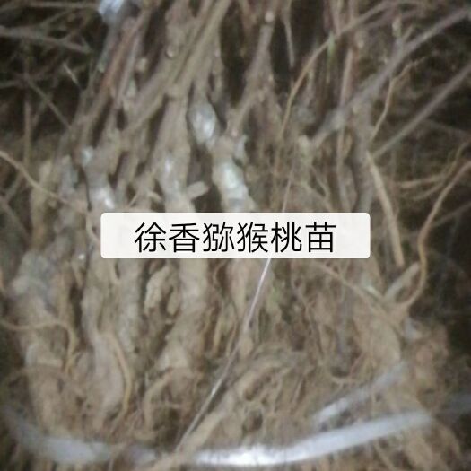 周至县 徐香猕猴桃苗子