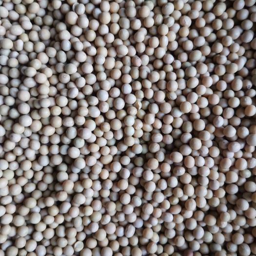 嫩江市黑龙江大豆 生大豆 2等品