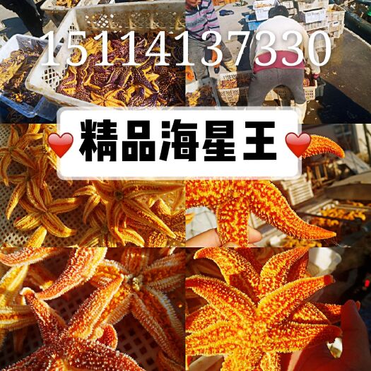 东港市 精品冻煮海星一手6－8  20斤每箱  120