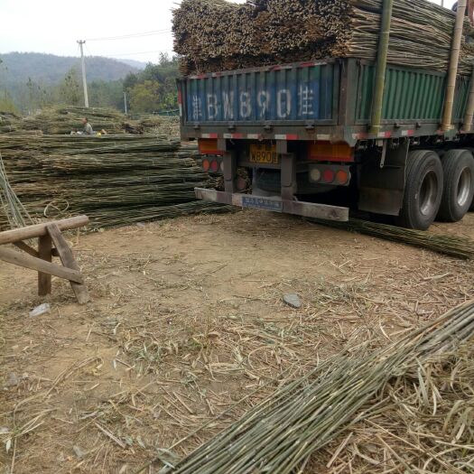 彭泽县 菜架竹竿大量供应场地直销