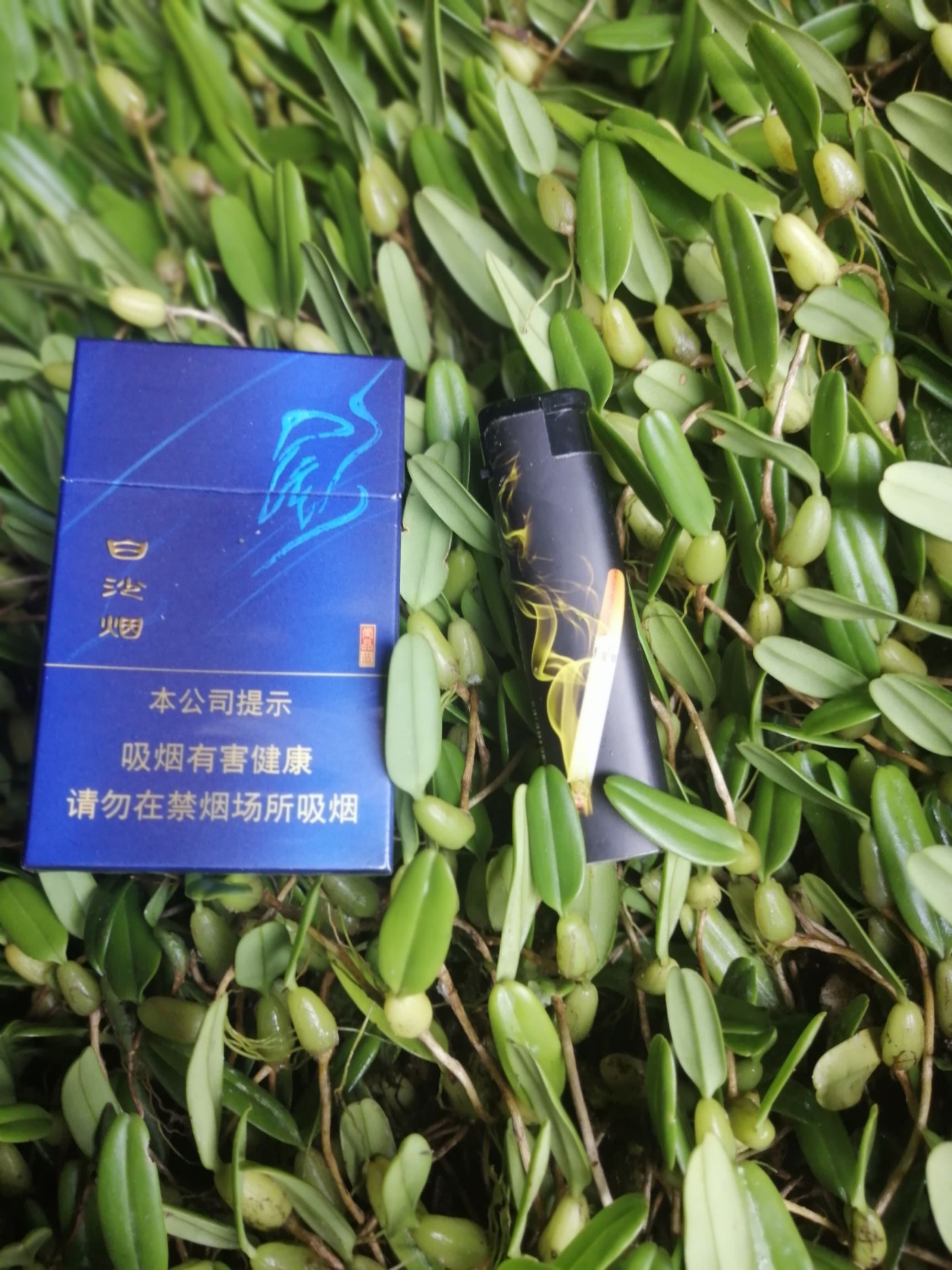 单叶小果石橄榄有货供应