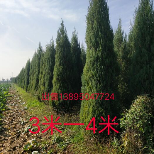 泾阳县桧柏