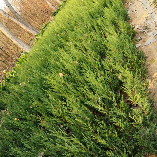沭阳县 50-70公分高桧柏 刺柏   种植基地