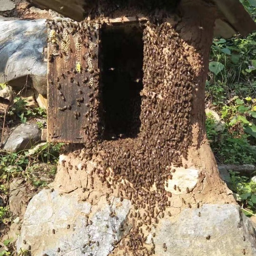 南召县 纯野生蜂蜜。