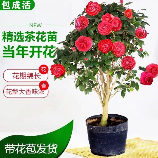 平邑县 茶花 盆景 带花苞发货 可选树形