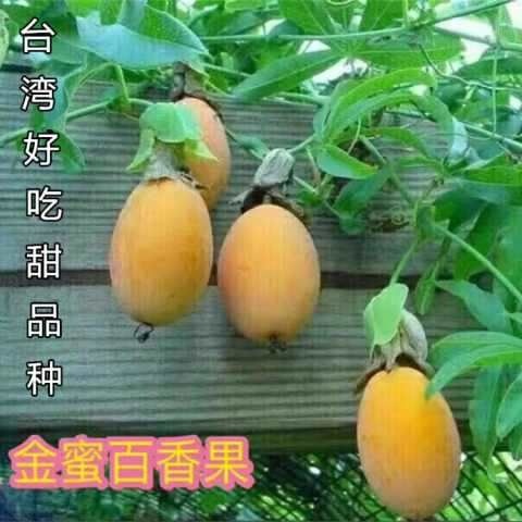 邵东市 原装200粒金蜜百香果种子蜜一号百香果种子超甜金蜜鸡蛋果