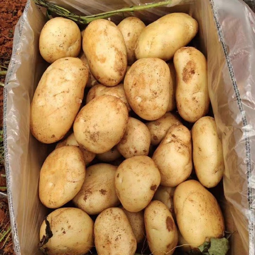  大量灵芝山药、称砣山药、丽薯6号土豆上市  欢迎各位老板订购