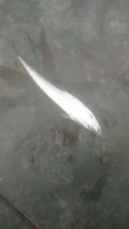 冰鲜毛刀鱼